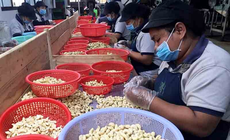 Cambodia is the second largest supplier of cashew nuts to Vietnam, shipping 609,000 tonnes valued up to US$830 million over the past nine months of 2023.