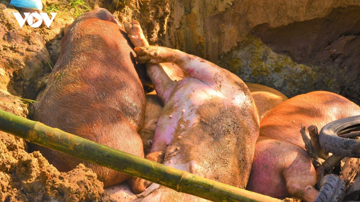 Culling pigs infected with the African swine fever virus in a Vietnamese locality