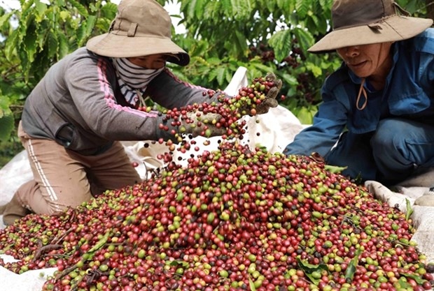 Farmers in Dak Nong harvest coffee.