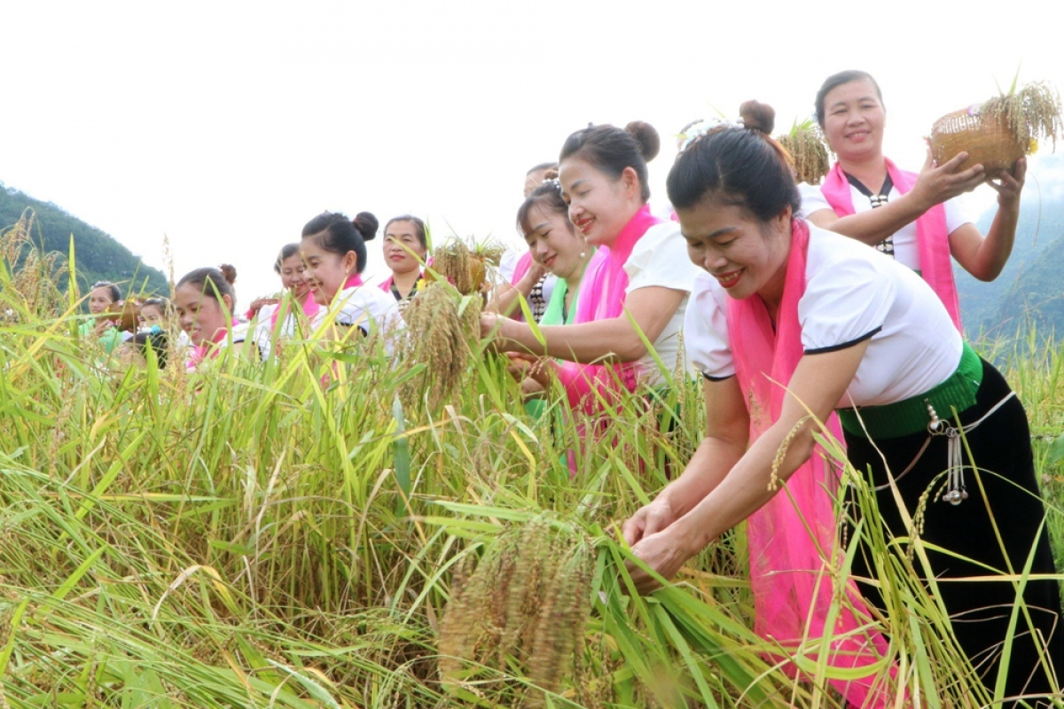 Locals select plump rice ears for the ritual to worship the rice’s soul as a way of expressing people’s gratitude to God of agriculture.