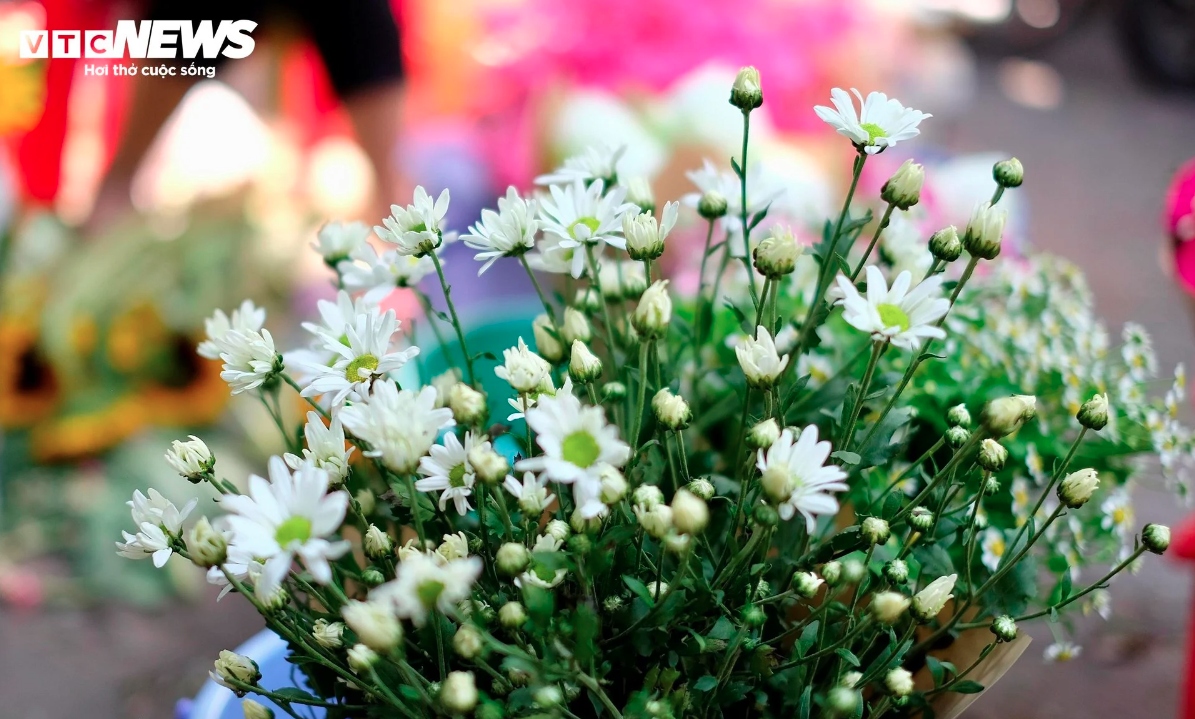The beauty of daisies, also known as “Cúc họa mi”, serves to transform streets throughout the capital into picturesque portraits that are perfect for a postcard.