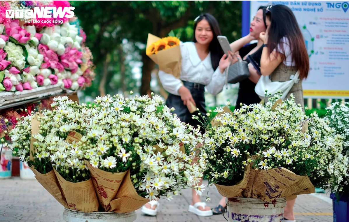 The flowers can easily be found on streets throughout Hanoi, with Phan Dinh Phung, Thuy Khue, and Thanh Nien streets becoming popular spots.