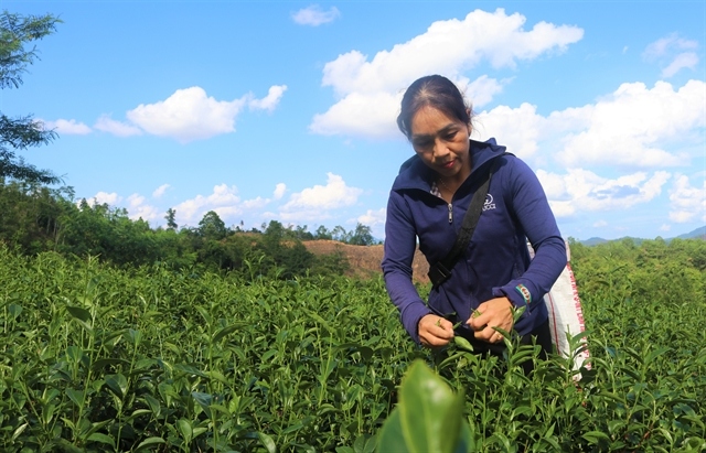 A farmer harvest tea grown on the mountainous area of Cao Bang Province.  — VNA/VNS Photo Chu Hieu 