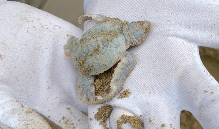 A rare albino baby turtle is born in Con Dao. (Photo: vtc.vn)