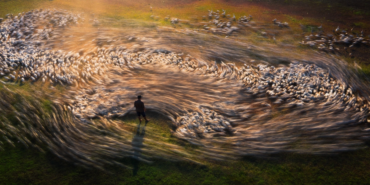 An image titled "Vortex of ducks" taken by photographer Cao Ky Nhan wins a gold prize at Epson International Pano Awards 2023.