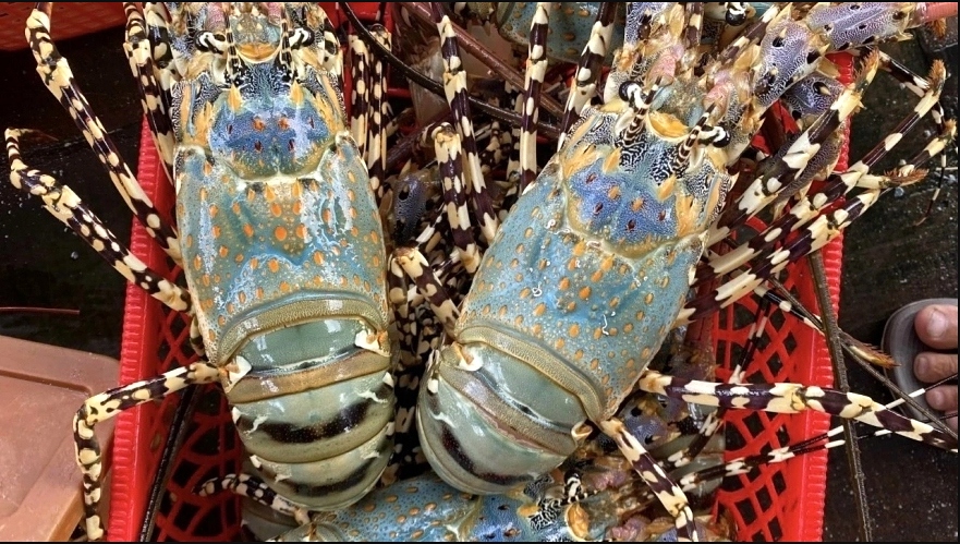 Rock lobster, an aquatic product of Vietnam with the highest economic value.
