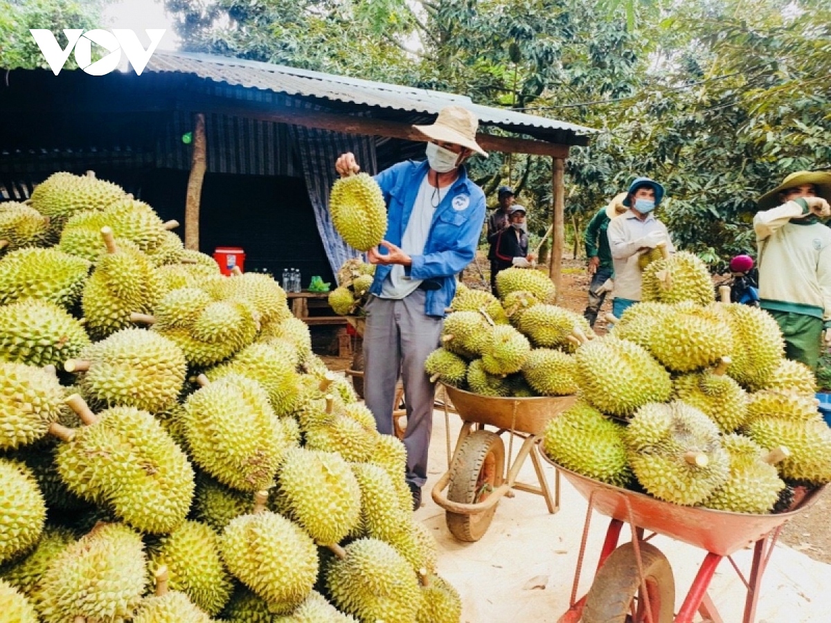 High-quality durians grown in the Central Highland province ò Dak Lak mêt the criteria for export to global markets. 