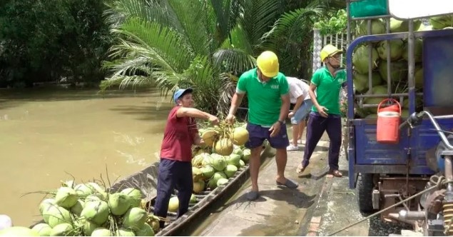 Ultra-premium coconut water company CoAqua of the US mainly imports raw materials from Mo Cay Nam district, the Mekong Delta of Ben Tre (Photo: Forbes)