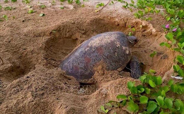 A mother turtle laying eggs on Con Dao island