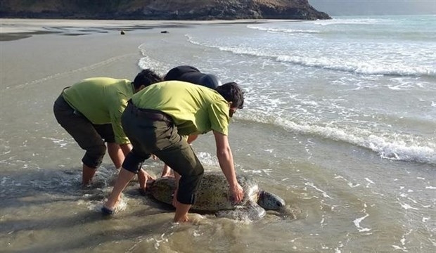 The forest protection department at Con Dao National Park release stranded green turtle (Chelonia mydas) to the sea.