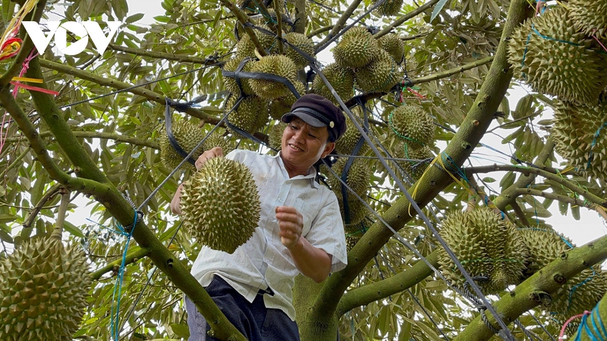 Picking up durians in Dak Lak province, Central Highlands.