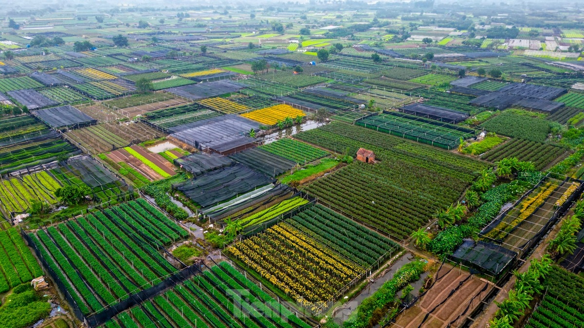 With roughly two months to go before the Lunar New Year, farmers based in Tay Tuu village, the largest flower growing area in Hanoi, are hurriedly taking care of plants in order to serve customers’ demand in the capital and neighbouring areas.