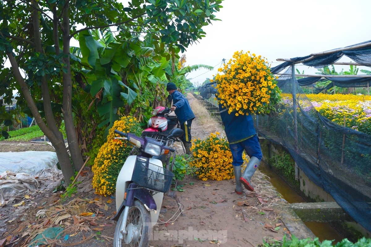 Flowers are brought to local markets to be put on sale.