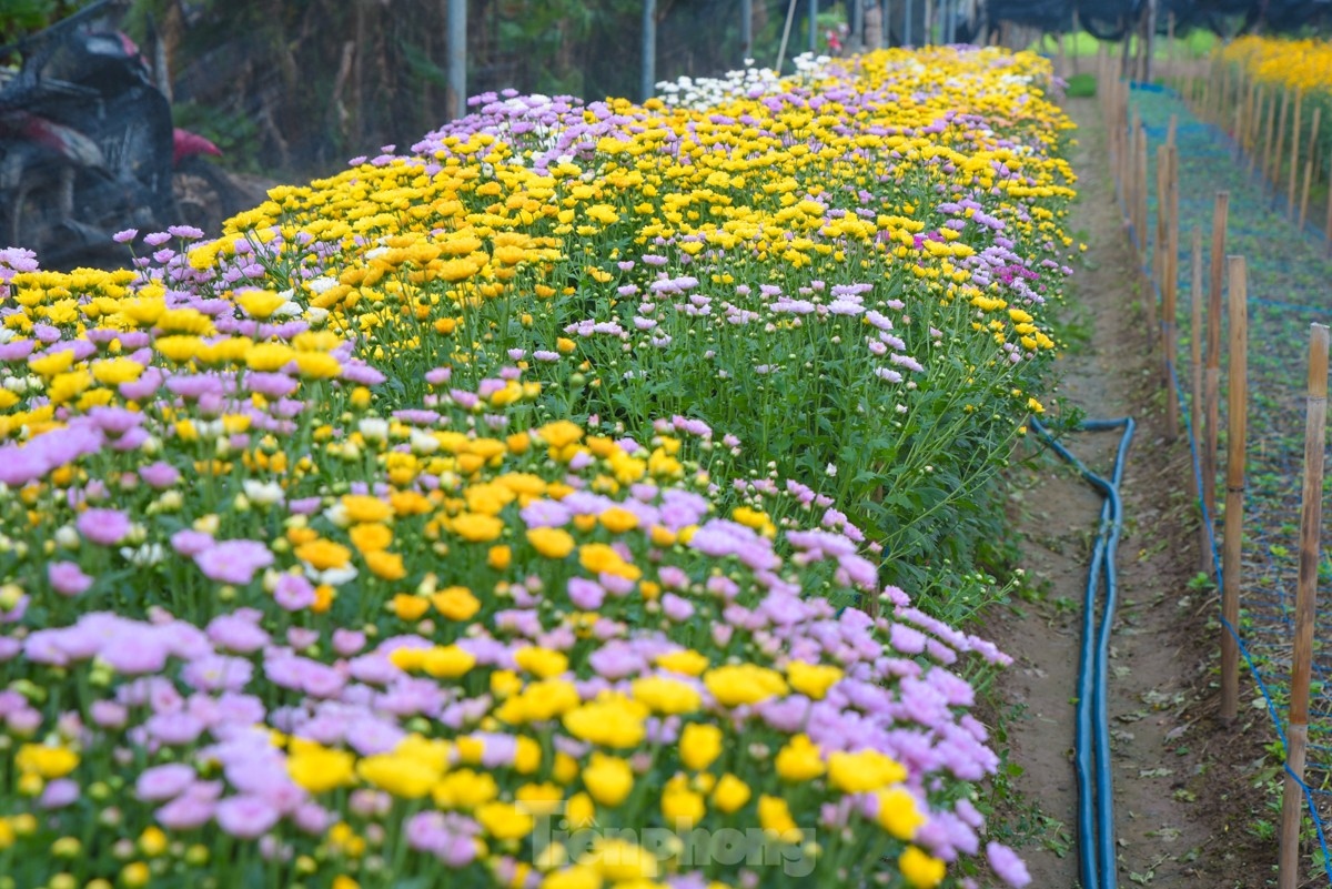 Starting from October according to the lunar calendar, farmers rush to take care of plants as a means of preparing for the biggest flower harvest of the year.