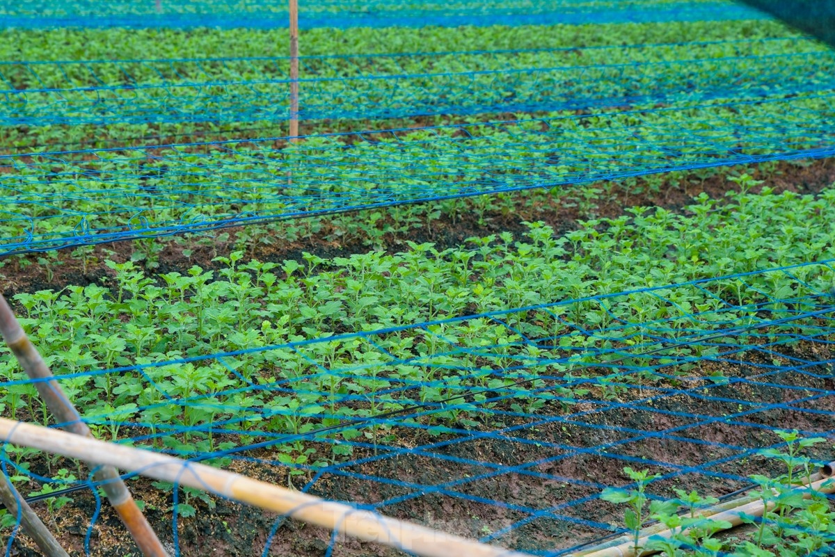 Taking care of flowers requires a meticulous eye for detail coupled with great skill.