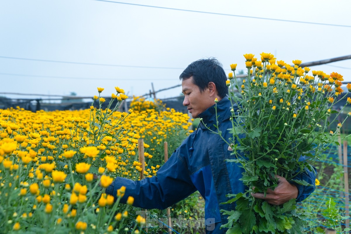 A local grower harvests his chrysanthemum in Tay Tuu village.