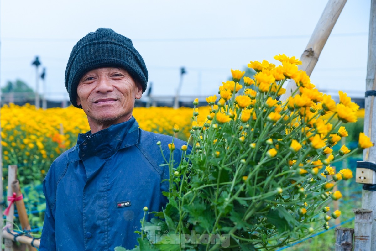 A bunch of 50 branches of chrysanthemum costs between VND80,000 and VND100,000.