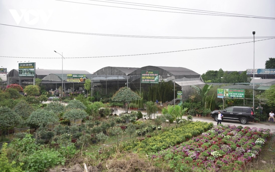 As a large flower hub located close to Hanoi, Xuan Quan flower village has emerged as a popular destination among flower lovers.