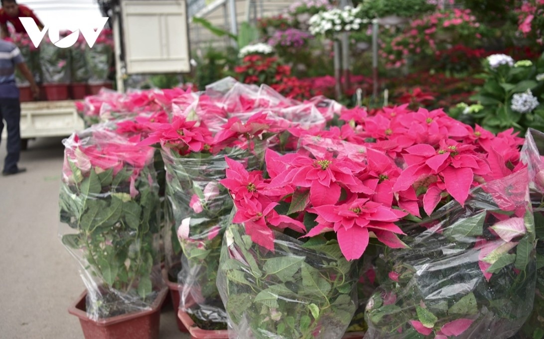 Xuan Quan is situated near to the traditional pottery village of Bat Trang. Therefore, after buying flowers and ornamental plants, customers are able to enjoy going to the famous pottery village in order to purchase vases and flower pots.