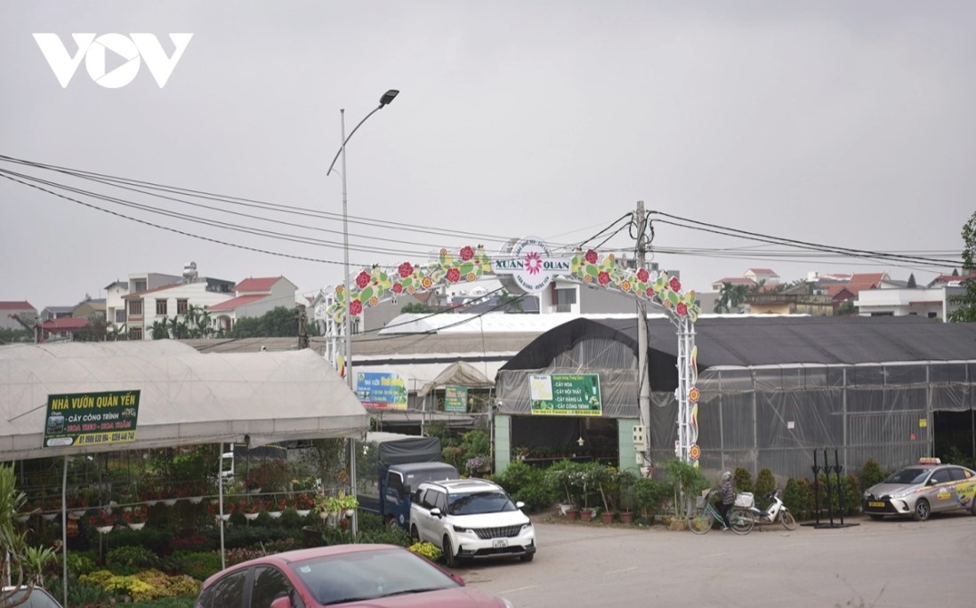 From mid-December traders flock to Xuan Quan flower village to purchase flowers for the festive period.
