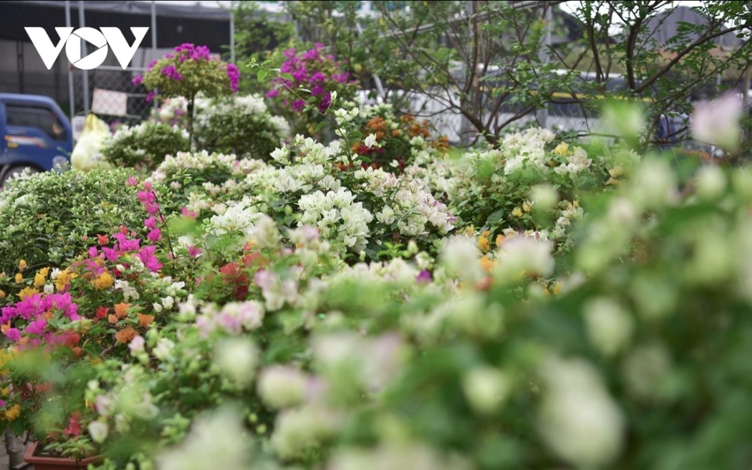 Colourful flower pots prove popular among customers as decoration for their balconies.