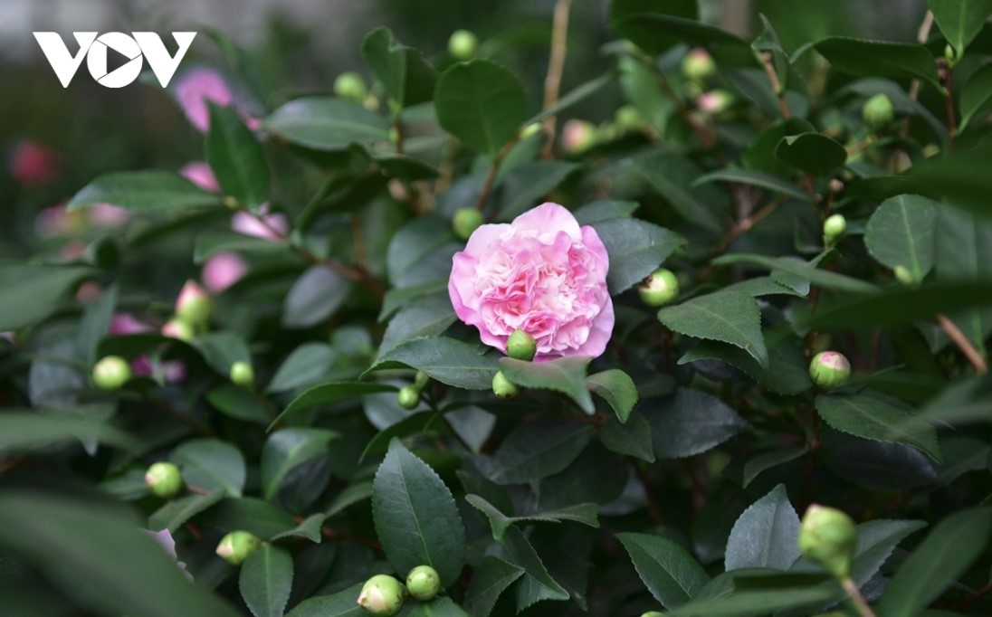 Hoa trà (camellia) is one of the most popular flowers among the majority of customers.