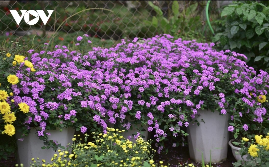 The price of a single flower pot is several thousand VND.