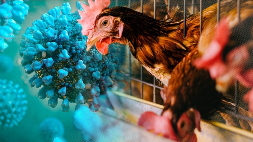 Vietnam raises concerns about the spread of the human avian flu risk after Cambodia outbreak (Photo:promegaconnections)