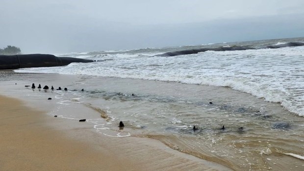 A submerged object, suspected to be an ancient ship, lies close to the coast near Cam An ward, Hoi An city. (Photo: plo.vn)