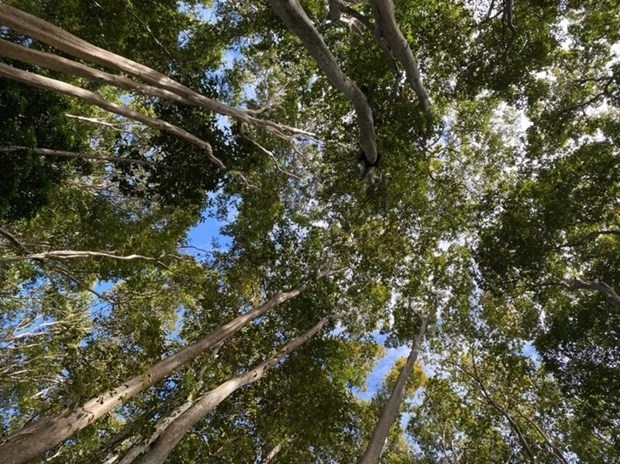 The core area of Chu Mom Ray National Park has many valuable timber trees (Photo: sggp.org.vn)