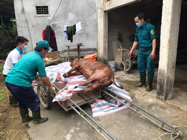 A pig infected with the African swine fever virus is culled in Nghe An (Photo: tienphong.vn)