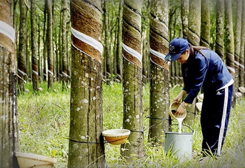 Vietnam's rubber export revenue reaches US$2.51 billion during 11-month period. (Photo: Baochinhphu.vn)