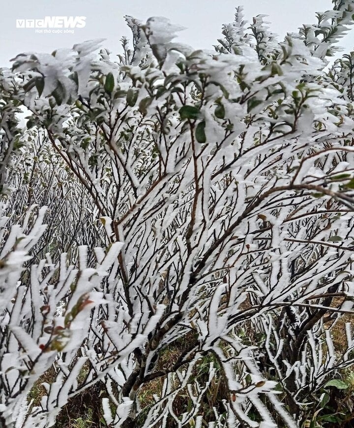 The frigid weather conditions have caused thick frost to blanket high mountains such as Phia Oac in Cao Bang province, Lao Than in Lao Cai province, Fansipan in Sa Pa town, and Mau Son in Lang Son province.