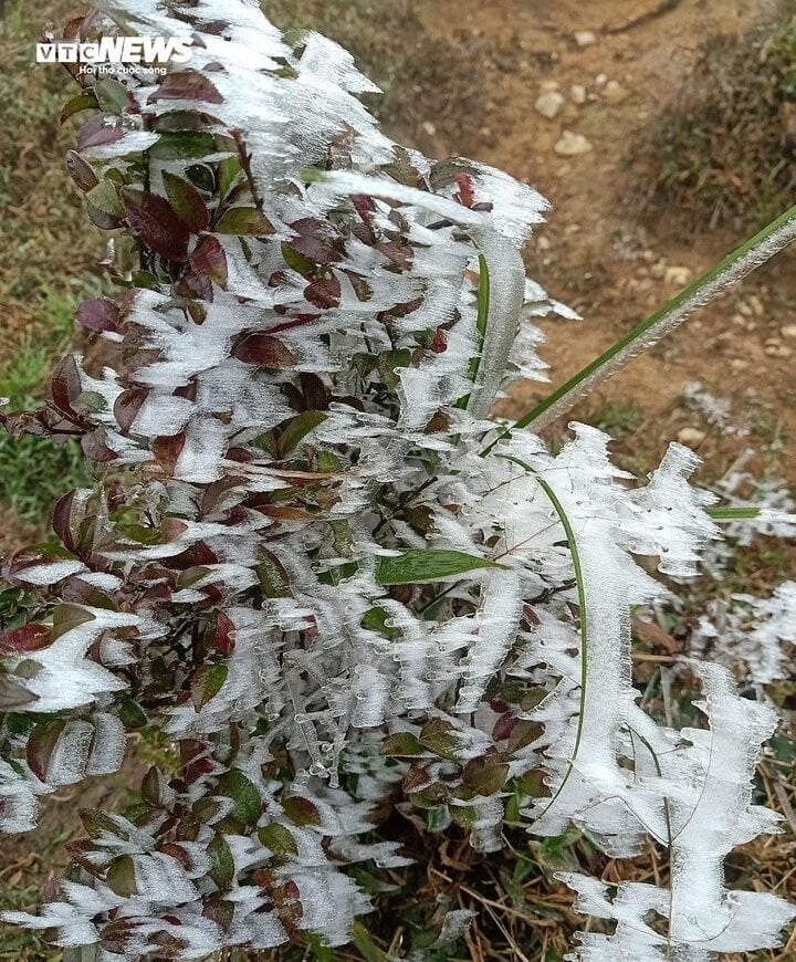 According to the Lao Cai Hydro-Meteorological Station, on the night of December 22, the temperature on Fansipan is forecast to drop to between one and three degrees Celsius, with frost set to continue to occur.