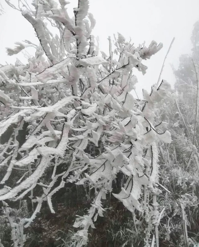 In particular, a cold spell combined with a strong north-east monsoon has caused temperatures in the northern region to drop sharply to two degrees Celsius, with frost occurring in mountainous areas such as Mu Cang Chai in Yen Bai province and Mau Son in Lang Son province.