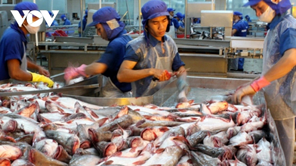 Processing pangasius for export in southern Vietnam