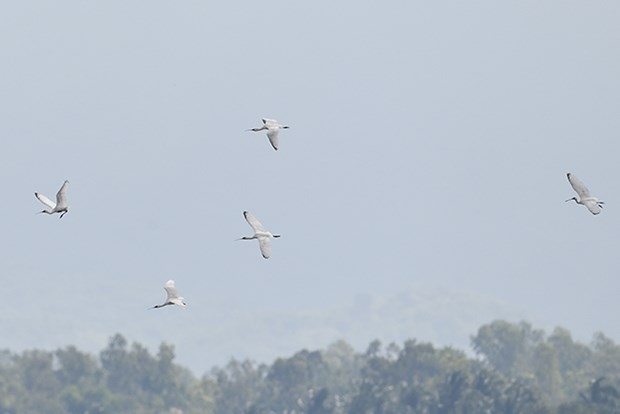 Five black-faced spoonbills migrating from Northeast Asia were discovered in the Tra O Lagoon in Phu My, the central province of Binh Dinh. (Photo: https://vnexpress.net/)