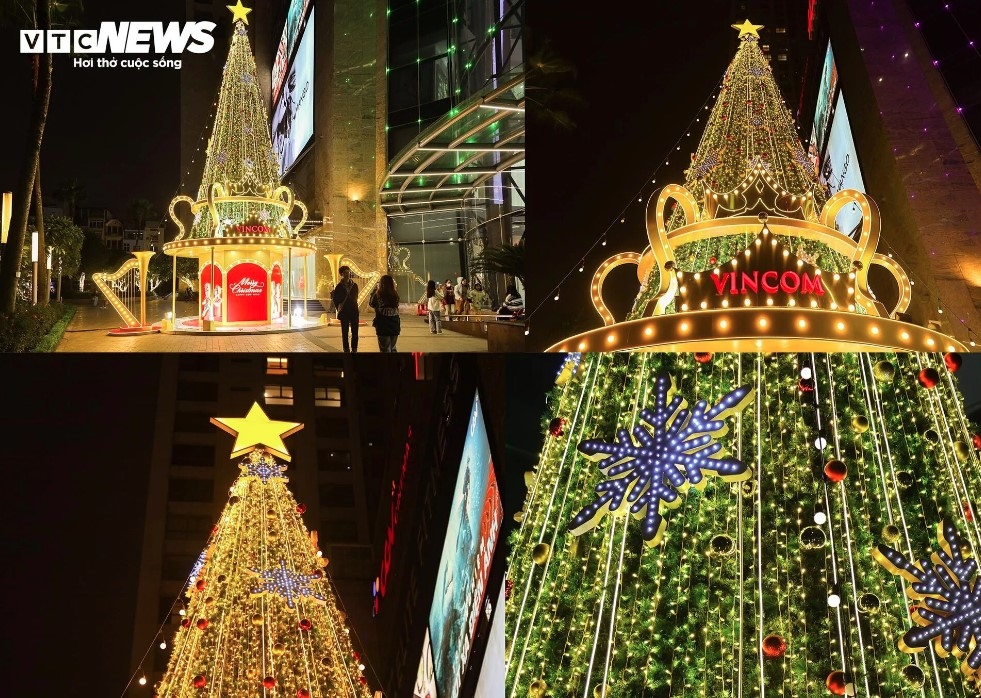 A pine tree located in front of Vincom Nguyen Chi Thanh shopping centre stands at roughly four to five metres high.
