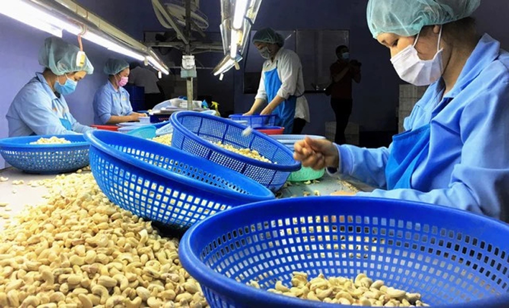 Vietnamese cashew nuts make up about 40% of Hungary's market share. (Illustrative image)