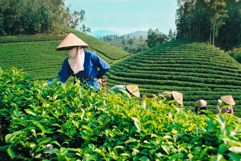 Vietnam's tea exports in 2023 drop to the lowest levels over the past seven years. (Photo: Internet)