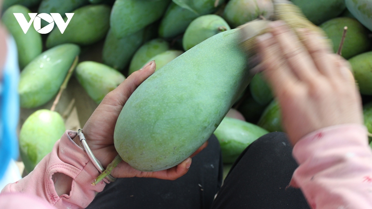 Sorting out mangoes for export in Vietnam. (Illustrative image0