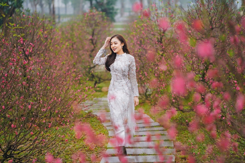 Hanoi will host debut Tet peach blossom and kumquat tree festival. (Photo: Kinhtedothi.vn)