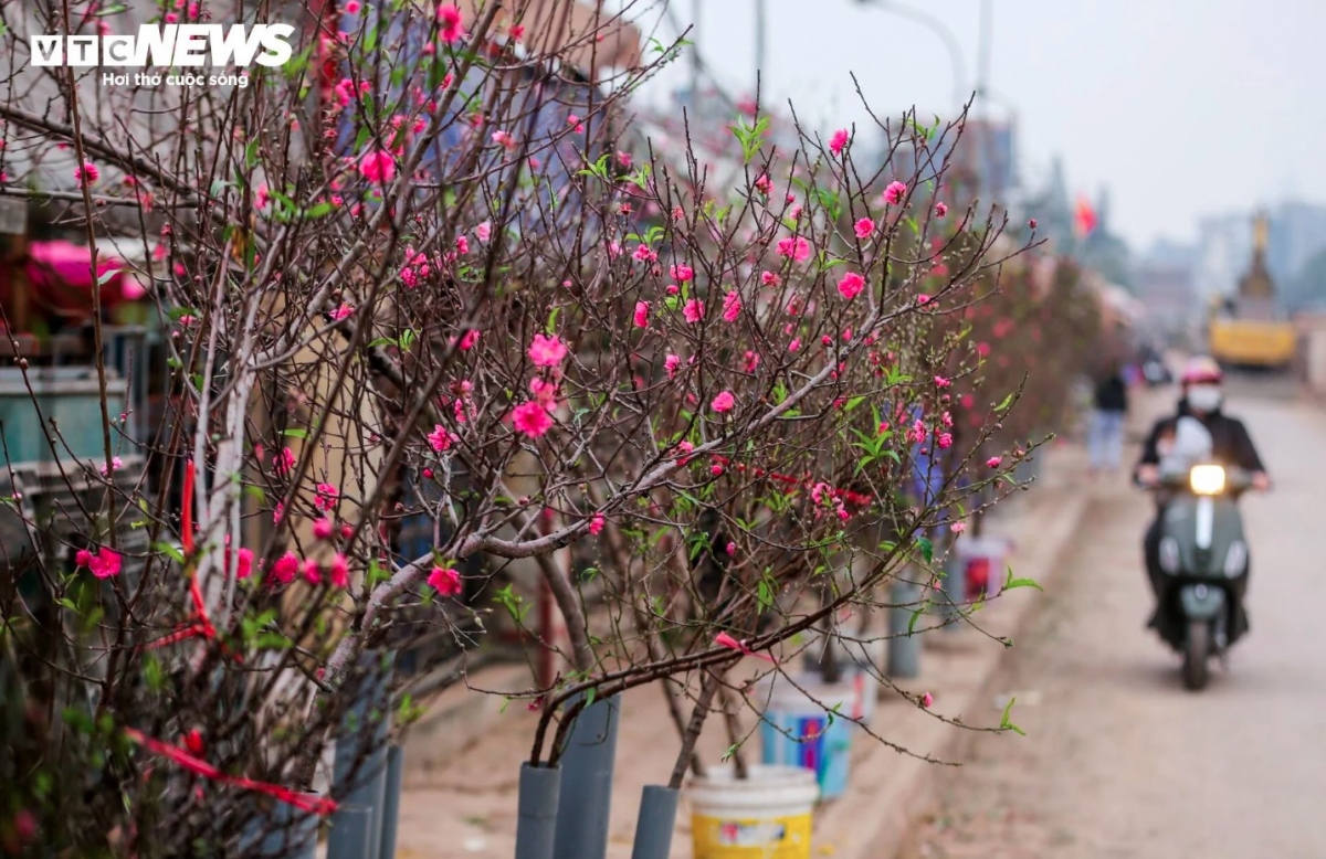 At this time of year peach branches grown in Nhat Tan flower village are being sold at Quang An flower market, the largest of its kind in the capital.