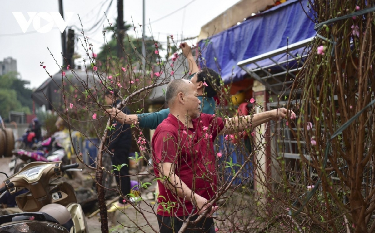 Peach branches which require more sophisticated care cost several millions of Vietnamese dong each.