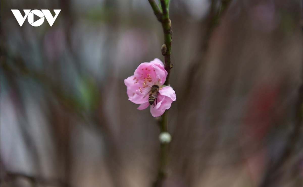 Peach blossoms are said to bring about happiness, good luck and prosperity for owners.