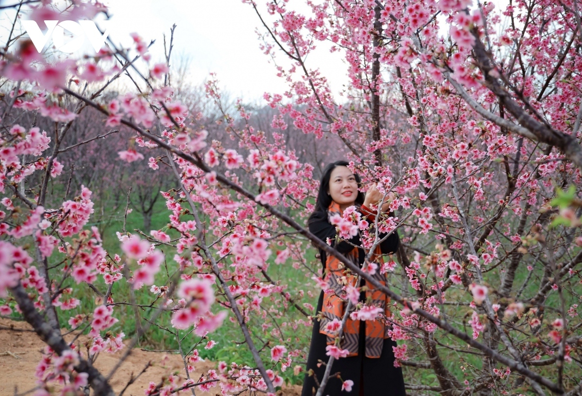 There are about 1,000 cherry trees on Pa Khoang island in Dien Bien, all of which can be seen blooming brilliantly from January to April.