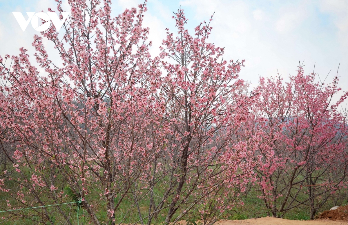 The trees imported from Japan before being grown locally are called “higan sakura” with “higan” referring to a spring Buddhist holiday celebrated by the Japanese.