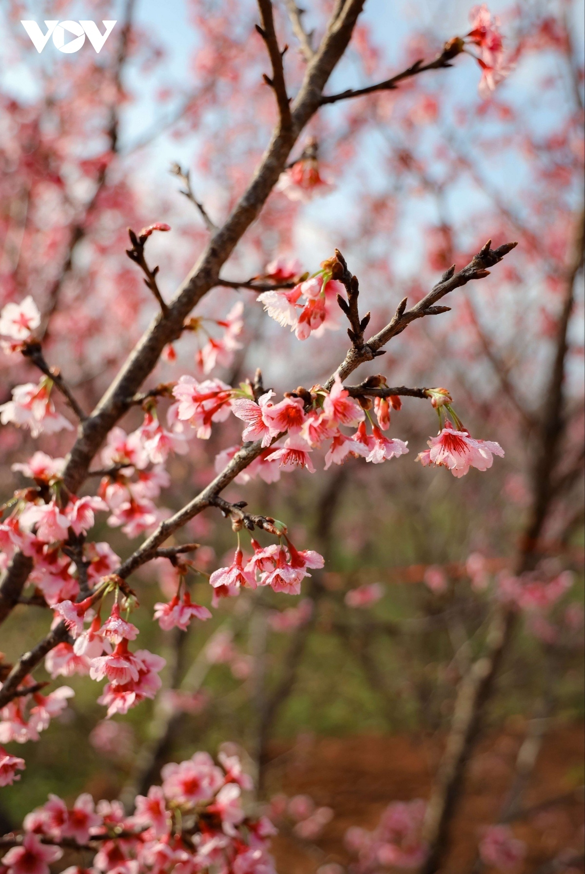 Pa Khoang island is now decorated with the soft pink colour of cherry blossoms. The cherry trees have flowers with a single layer of five petals.