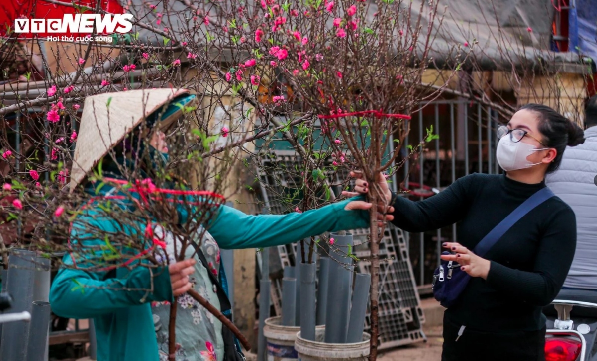 Buying a branch of peach blossoms ahead of the Tet festival, the biggest of its kind in a year, is a favourite hobby among many Hanoians.