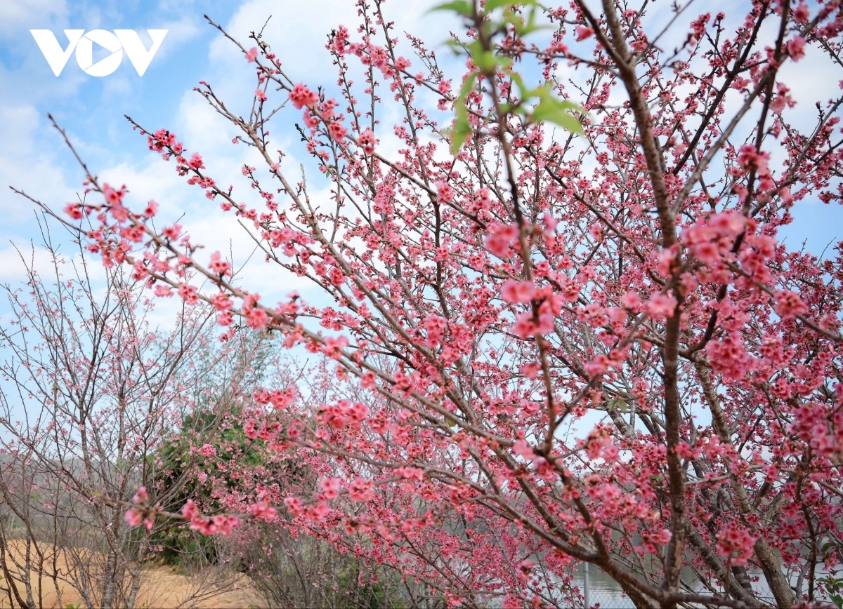 The first cherry blossom festival was launched in 2018 as part of efforts to lure more visitors to the area.